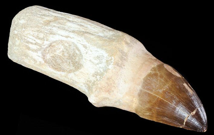 Rooted Mosasaur (Prognathodon) Tooth - Massive #67952